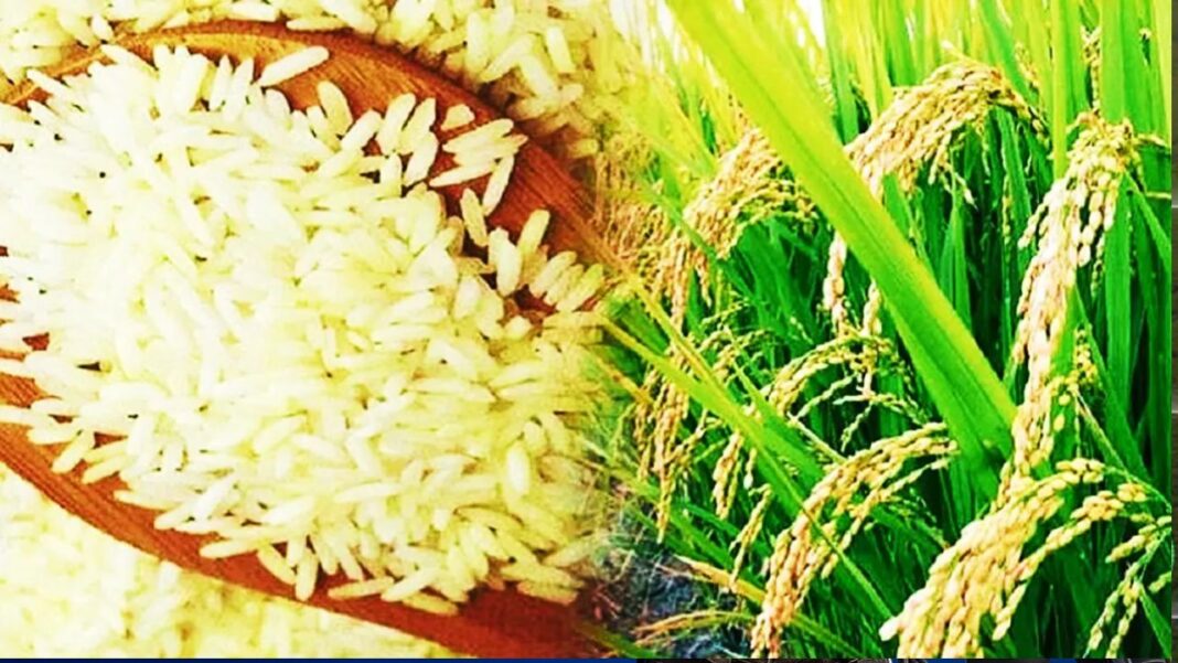 rice export