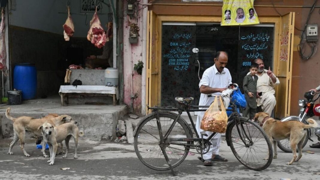 Stray Dogs
