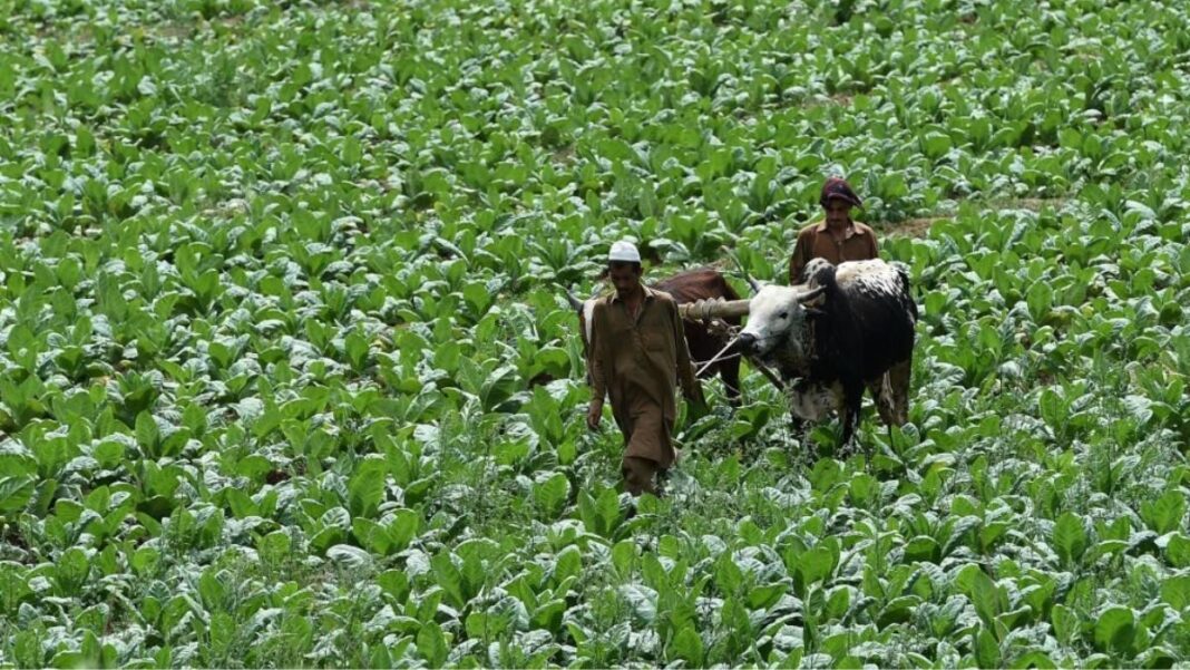 tobacco farmers