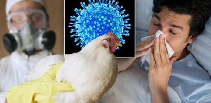 Canada Reports First Case of Bird Flu in a Human