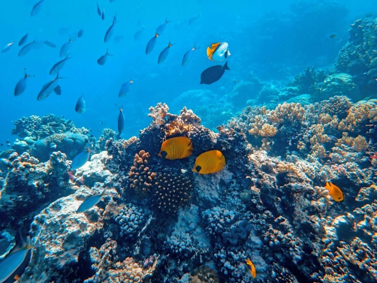 Scientists Discover World’s Largest Coral in the Pacific Ocean